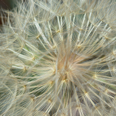 轰炸电话网页版